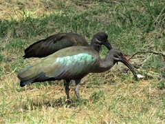 Hadada Ibis photo 5