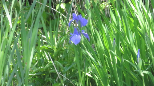 Image of Iris laevigata by (c) yajapin, some rights reserved (CC BY)
