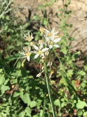 Allium plummerae