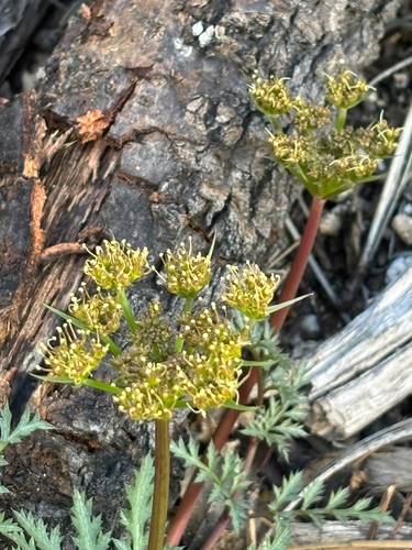 iNaturalist observation photo of Parish's umbrellawort