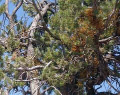 Arceuthobium divaricatum