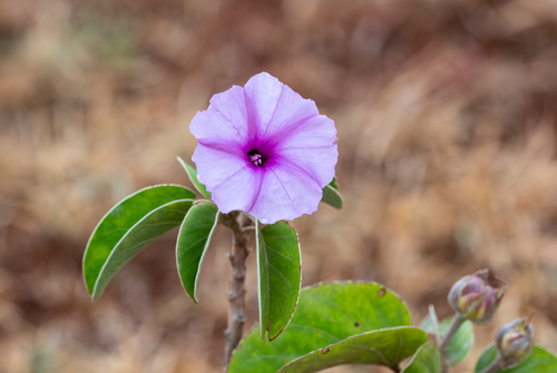 Ipomoea hildebrandtii, photograph 4