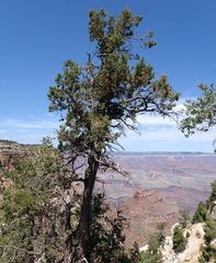 Arceuthobium divaricatum