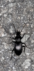 Pterostichus ruffoi