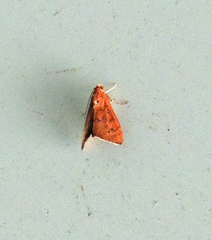 Anomis illita