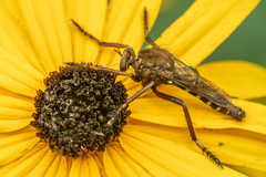 Diogmites basalis