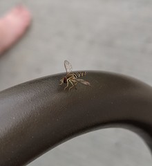 Toxomerus politus