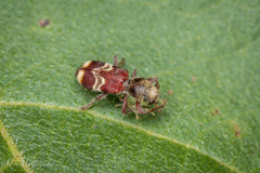Enoclerus bombycinus