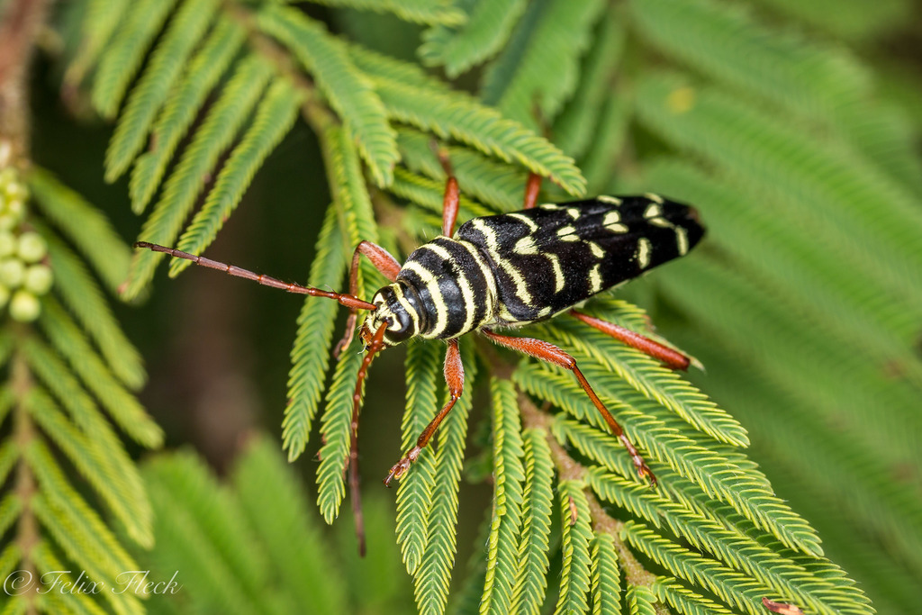 Placosternus erythropus