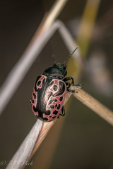 Calligrapha diversa