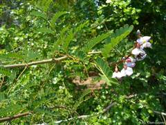 Machaerium falciforme