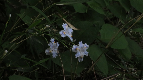 Image of Iris japonica by (c) yajapin, some rights reserved (CC BY)