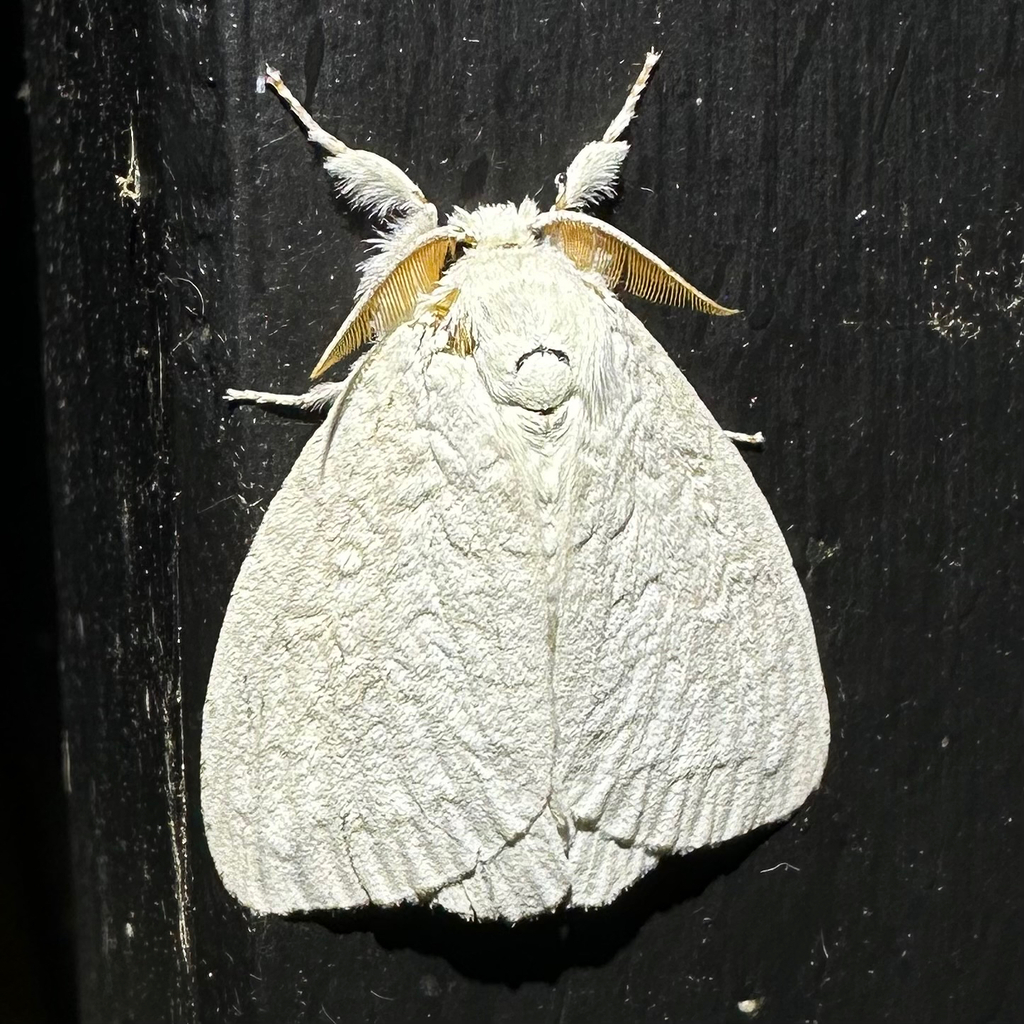 Dura niveus