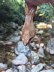 Rana uenoi