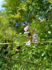 Machaerium falciforme