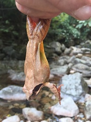 Rana uenoi