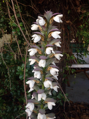 Acanthus mollis