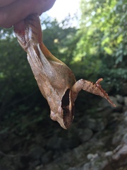 Rana uenoi