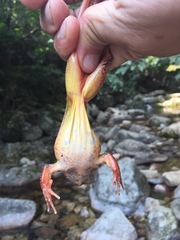 Rana uenoi