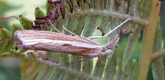Agriphila tristella