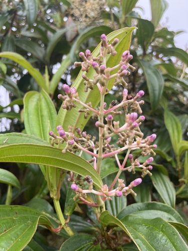 Miconia robinsoniana Cogn.