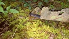 Plethodon metcalfi