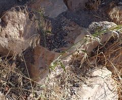 Thelypodium wrightii