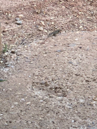 Bronze Grass Skink