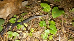 Plethodon metcalfi