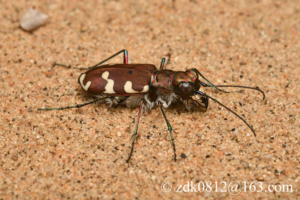 Cicindela transbaicalica