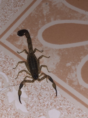 Chinese Swimming Scorpion