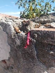 Bassariscus