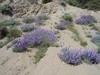 Mountain Bush Lupine - Photo (c) clickie, some rights reserved (CC BY-NC), uploaded by clickie