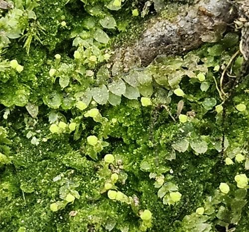 Image of Asperifolia arguta by (c) Helen Waterman, some rights reserved (CC BY)