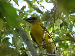 Pheucticus chrysopeplus