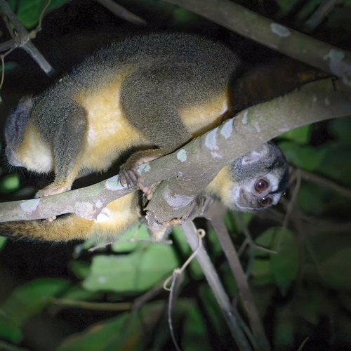 Azara's Night Monkey