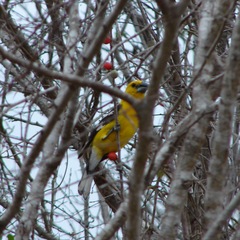 Pheucticus chrysopeplus