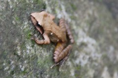 Rana uenoi