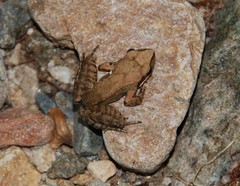 Rana uenoi