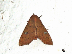 Anomis luridula