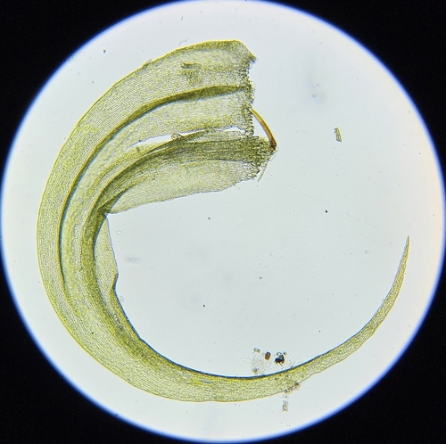 Image of Palustriella commutata by (c) Helen Waterman, some rights reserved (CC BY)