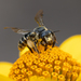 Yellow-faced Miner Bee - Photo (c) ComoHabitat, some rights reserved (CC BY-NC-ND), uploaded by ComoHabitat