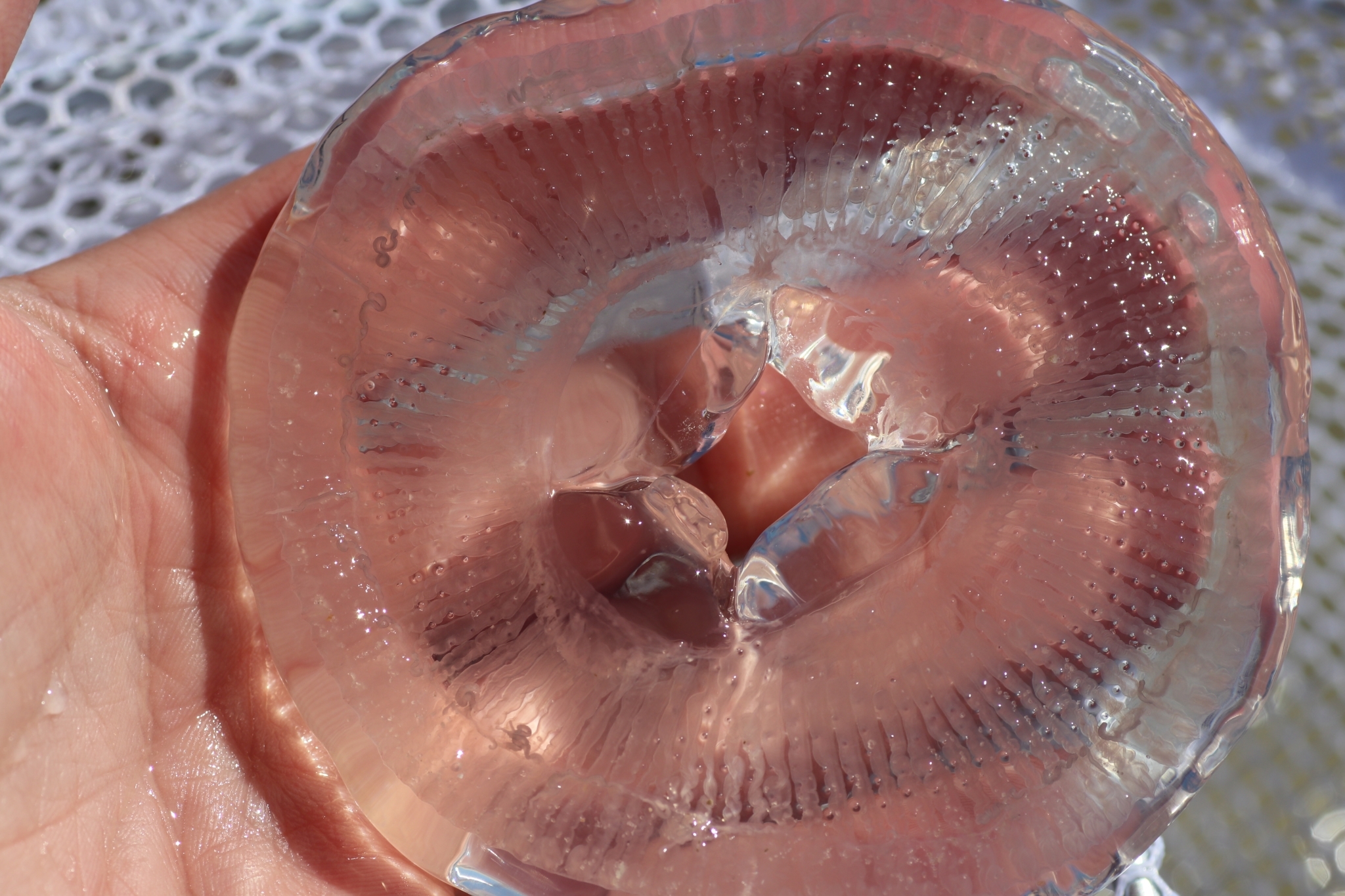 Rhacostoma atlanticum L.Agassiz, 1851