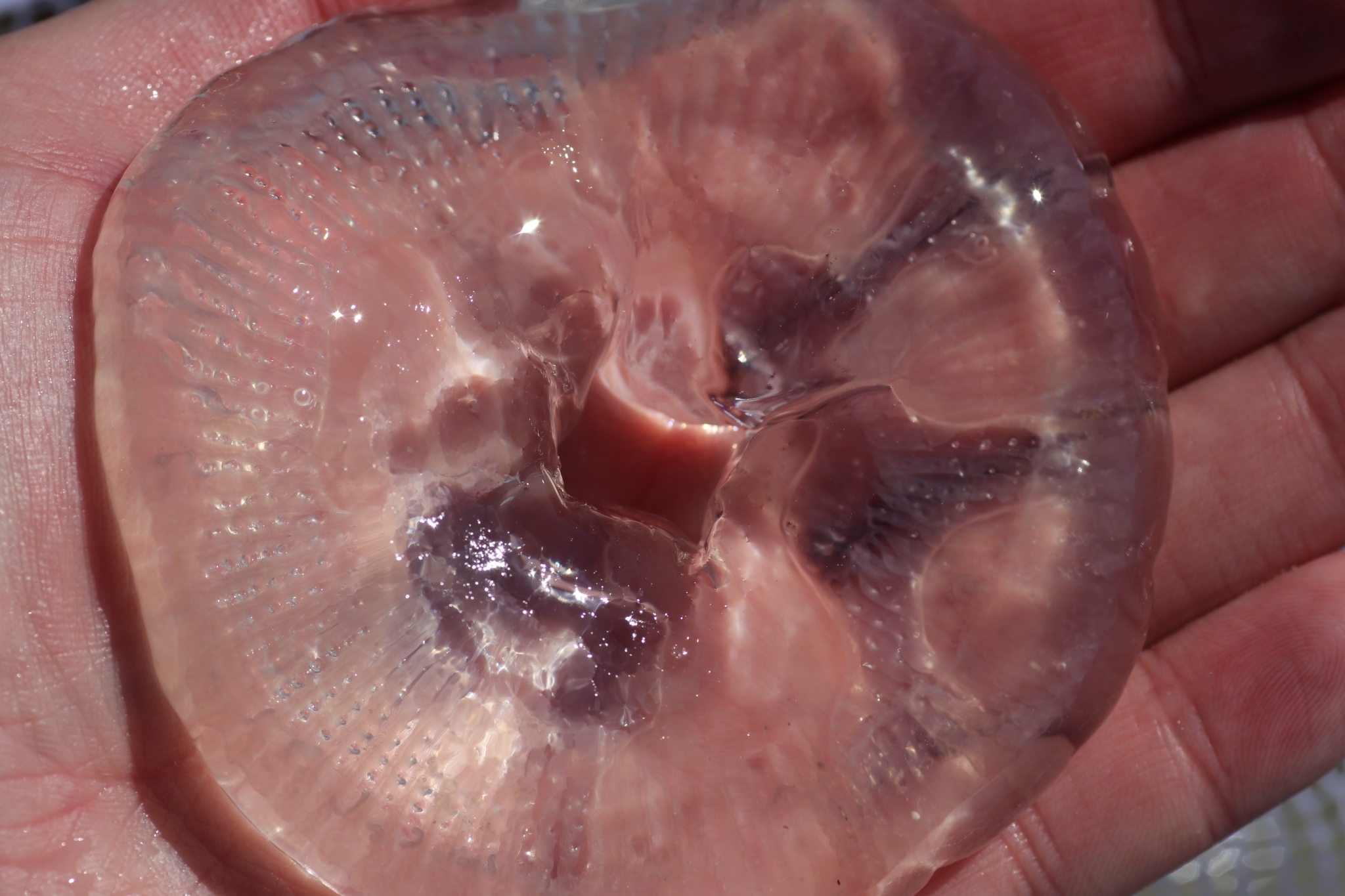 Rhacostoma atlanticum L.Agassiz, 1851