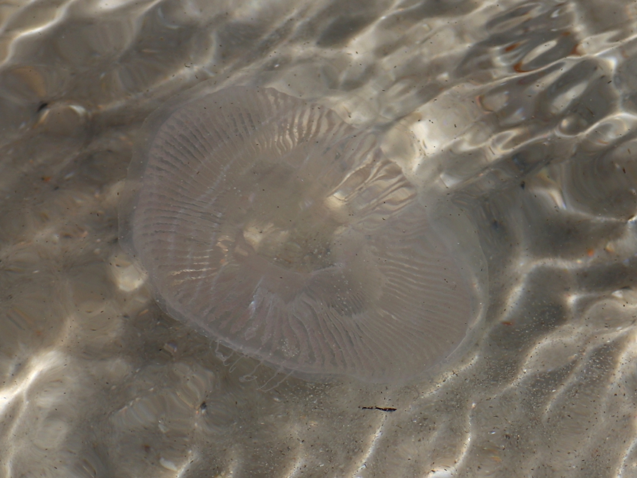 Rhacostoma atlanticum L.Agassiz, 1851