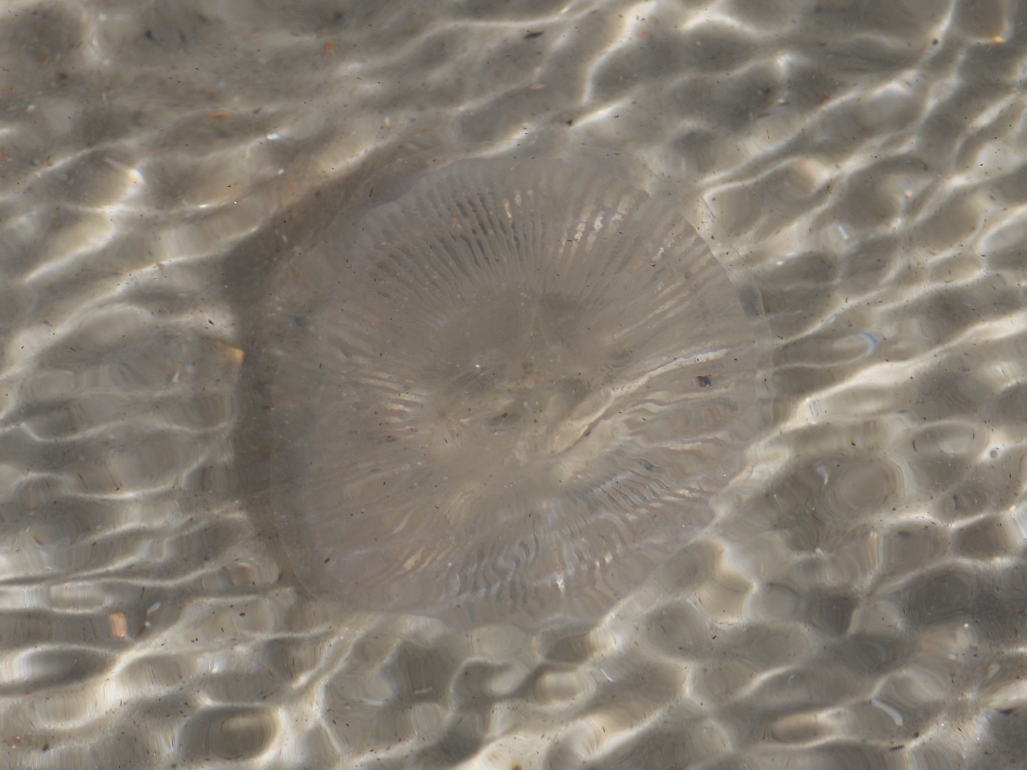Rhacostoma atlanticum L.Agassiz, 1851