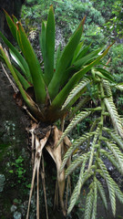 Tillandsia pamelae