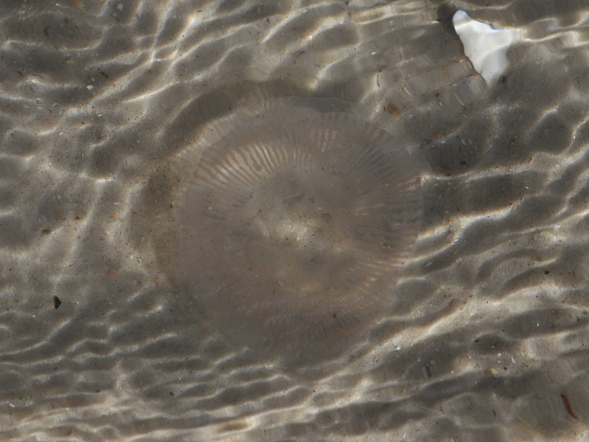 Rhacostoma atlanticum L.Agassiz, 1851