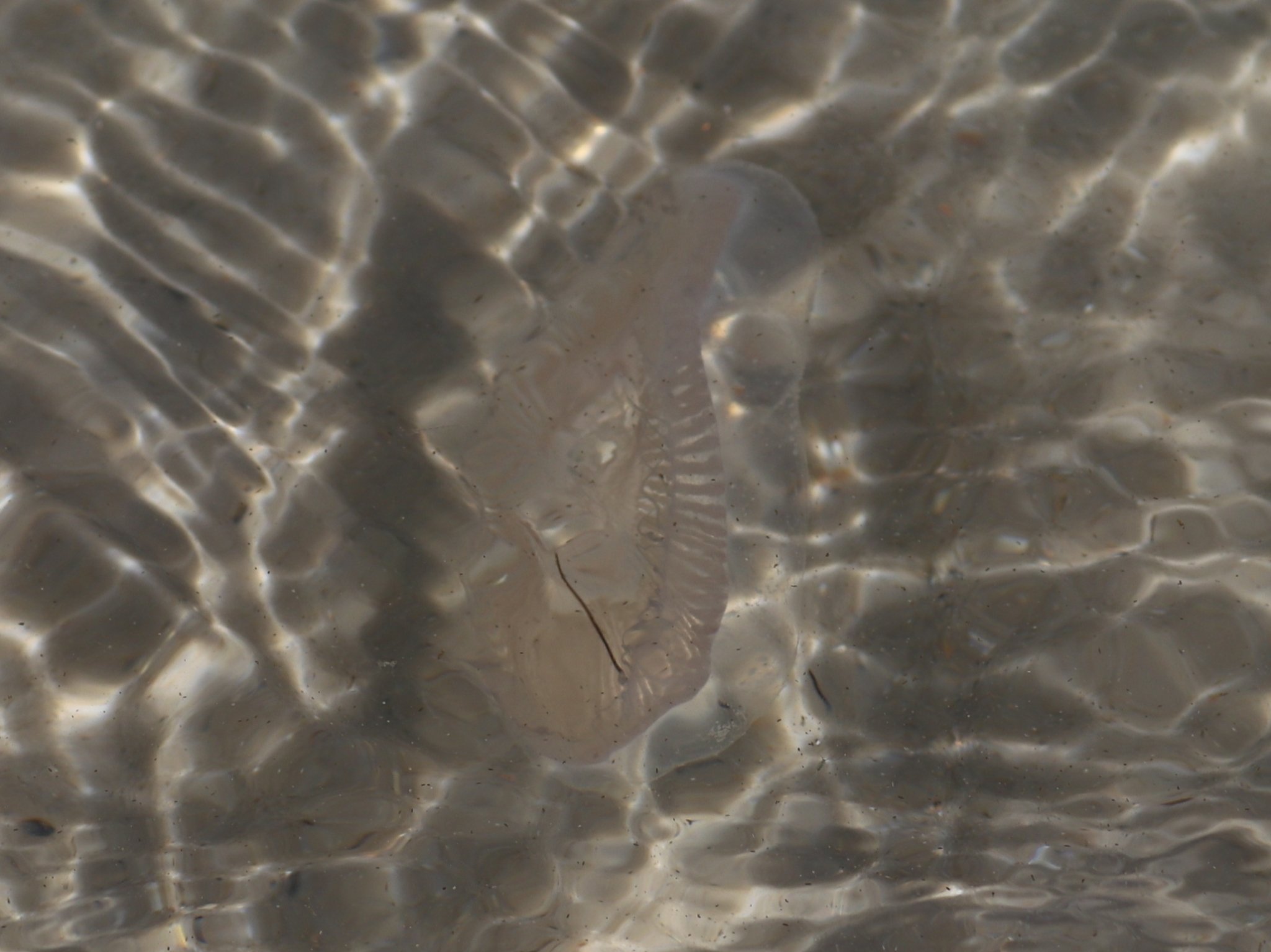 Rhacostoma atlanticum L.Agassiz, 1851