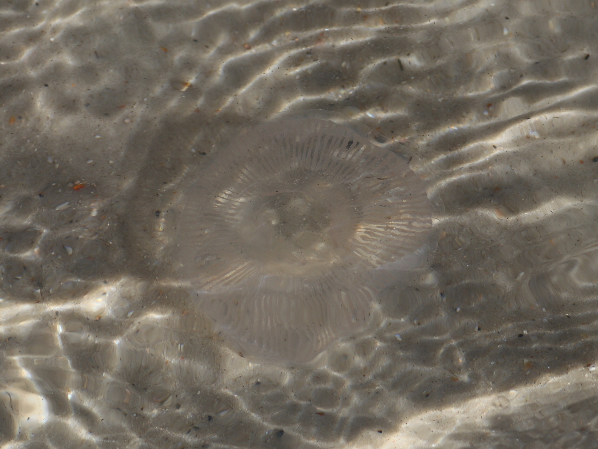 Rhacostoma atlanticum L.Agassiz, 1851
